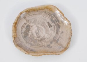 Plate petrified wood 51099