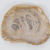 Plate petrified wood 51100