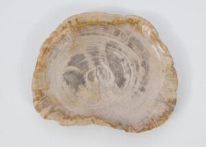 Plate petrified wood 51100
