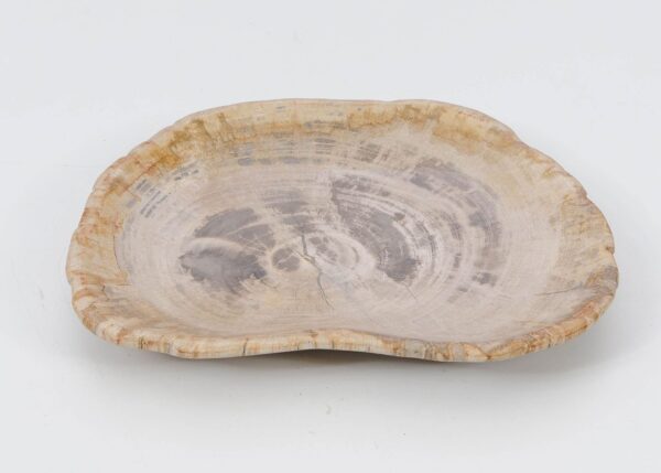 Plate petrified wood 51100