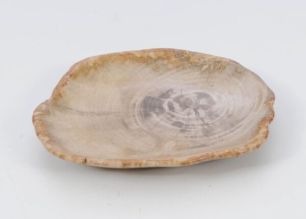 Plate petrified wood 51101