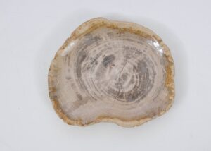 Plate petrified wood 51102