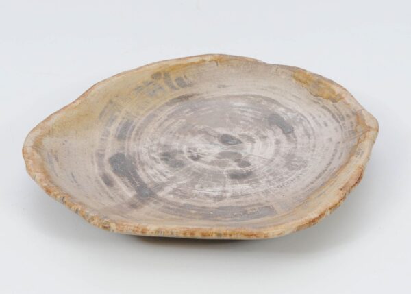 Plate petrified wood 51103