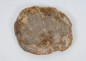 Plate petrified wood 51104