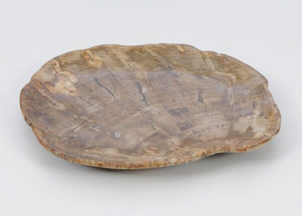 Plate petrified wood 51104