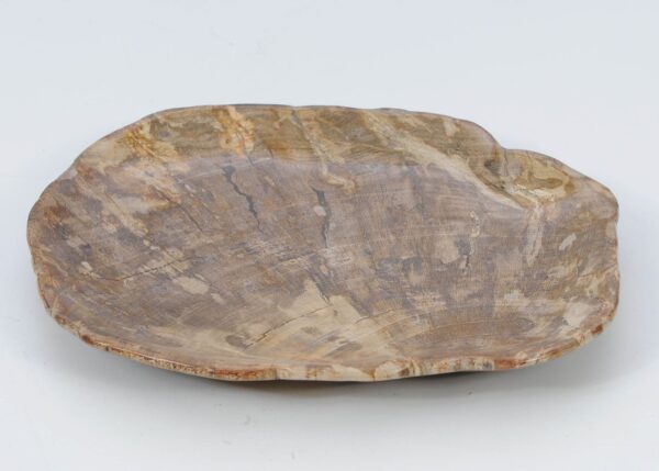 Plate petrified wood 51105