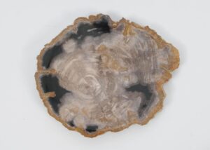 Plate petrified wood 51106