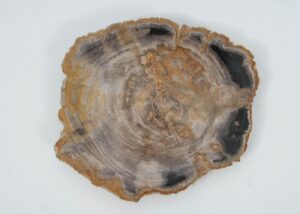 Plate petrified wood 51107