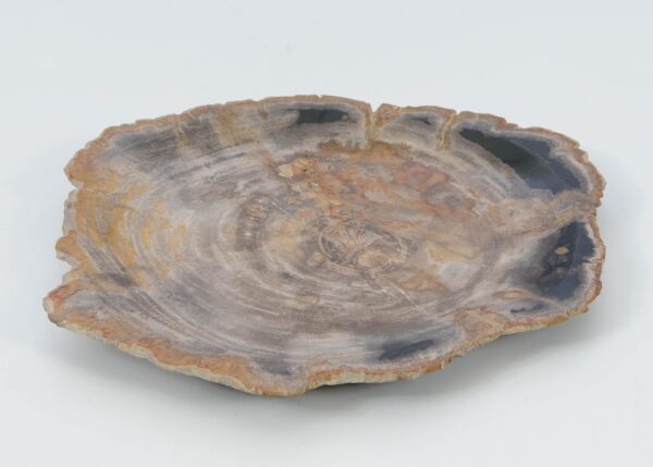 Plate petrified wood 51107