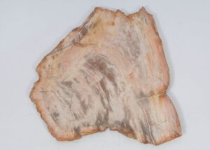 Plate petrified wood 51339