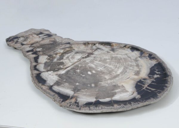 Plate petrified wood 52009