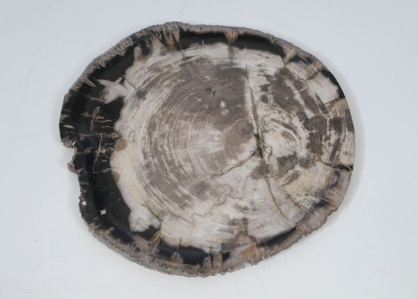 Plate petrified wood 52010
