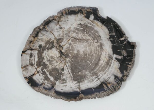 Plate petrified wood 52012