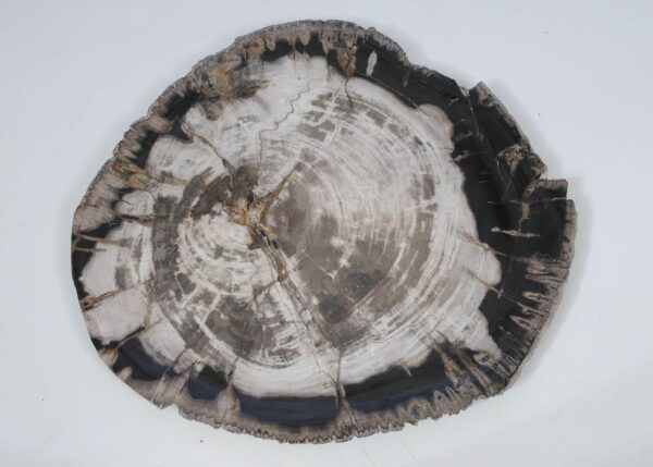 Plate petrified wood 52014