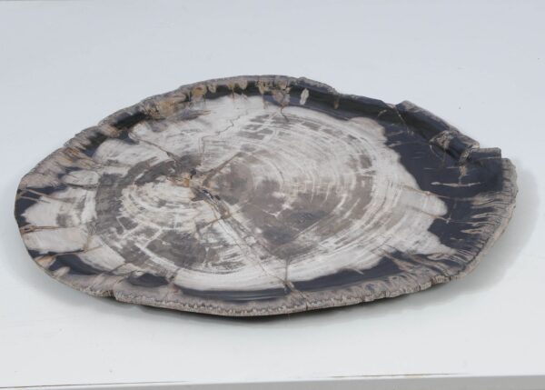 Plate petrified wood 52014