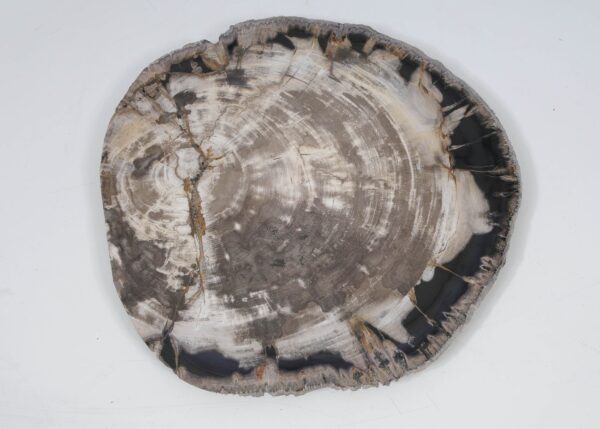Plate petrified wood 52017