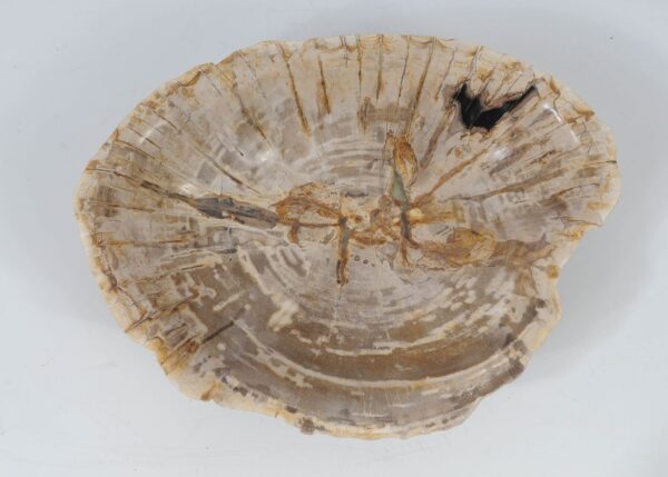 Bowl petrified wood 52375