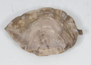 Plate petrified wood 52382