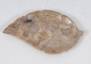 Plate petrified wood 52385