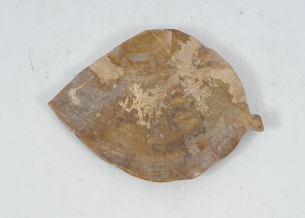 Plate petrified wood 52386