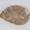 Plate petrified wood 52389