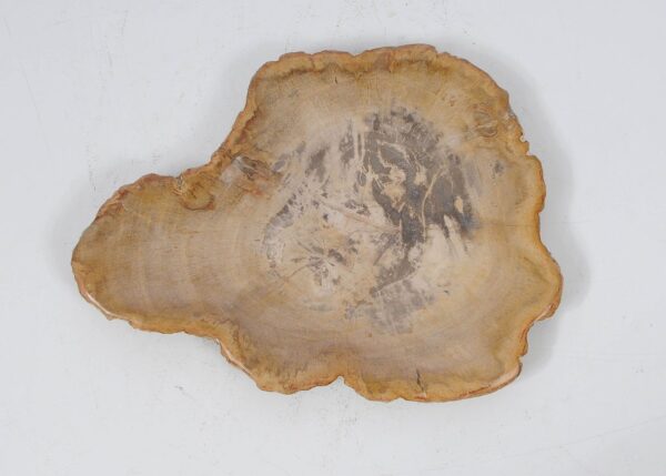 Plate petrified wood 52390