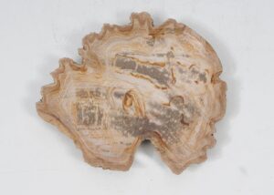 Plate petrified wood 52392