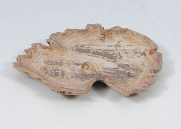 Plate petrified wood 52392