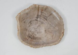 Plate petrified wood 52393