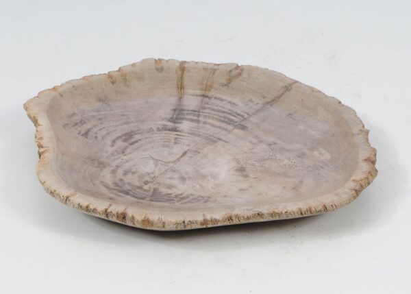 Plate petrified wood 52393