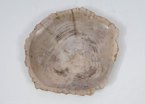 Plate petrified wood 52394