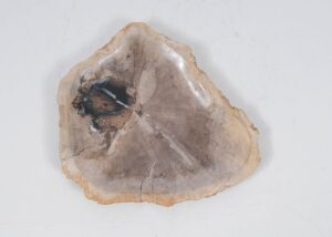 Plate petrified wood 52399