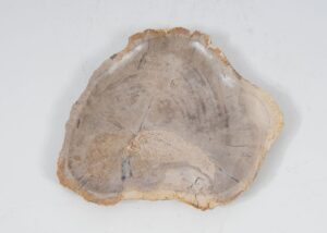 Plate petrified wood 52400