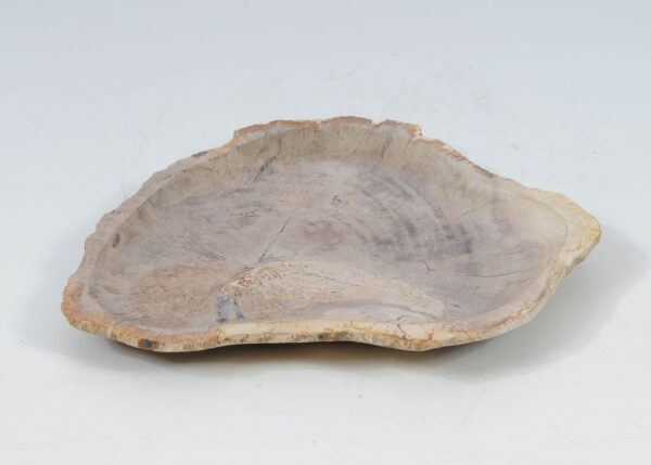 Plate petrified wood 52400