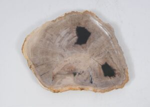 Plate petrified wood 52401