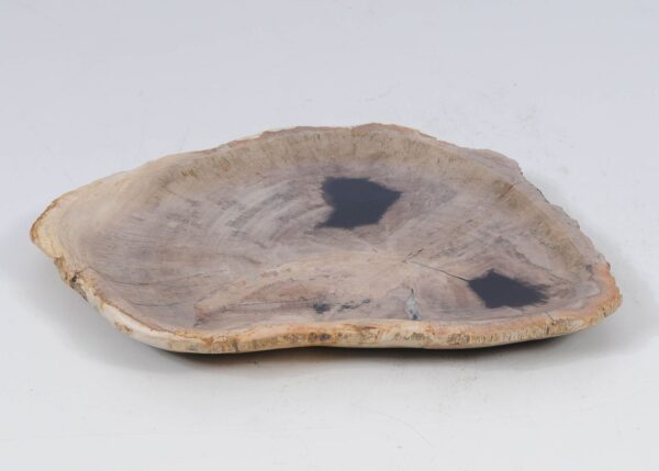 Plate petrified wood 52401