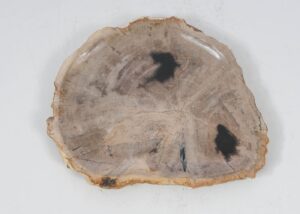 Plate petrified wood 52402