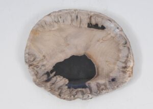 Plate petrified wood 52404