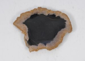 Plate petrified wood 52410