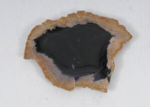 Plate petrified wood 52411