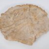Plato madera petrificada 51090