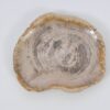 Plato madera petrificada 51102