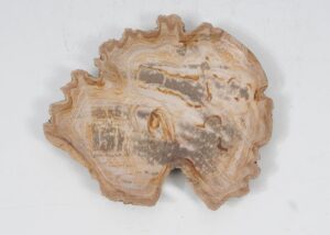 Plato madera petrificada 52392