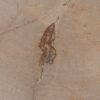 Salontafel versteend hout 52246