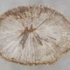 Salontafel versteend hout 52419