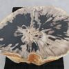 Side table petrified wood 48012