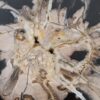 Side table petrified wood 48012