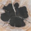Side table petrified wood 51009
