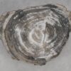 Side table petrified wood 51025
