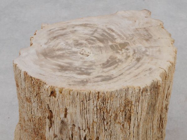 Side table petrified wood 51027
